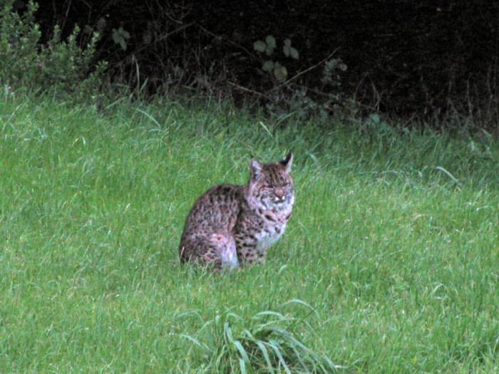 Glen Ellen Bobcat 2-19-11