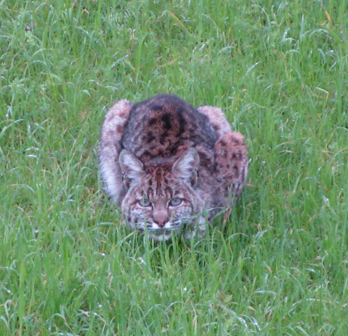 Glen Ellen Bobcat 2-19-11