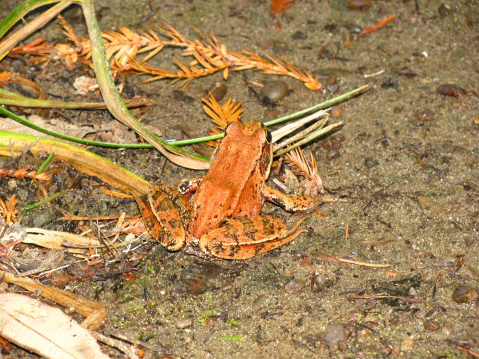 Camouflaged orange to blend in with the forest floor