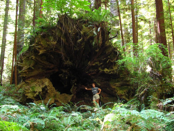When a giant redwood falls over, is it dead?