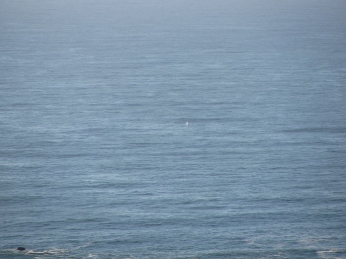 That tiny white spout in the middle of this picture is from a whale at the mouth of the Klammath river